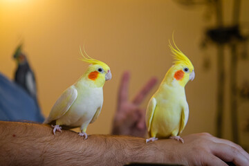 Cockatiel parrots.Funny parrots.Cockatiel pets.Bird with a crest.Cute animal.Funny bird.Cockatiel.Parrots are playing.
Caring for pets.Birds.Animals.Cute cockatiel.Home pet parrot.The best birds.