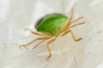 Macro photography of green tree beetle