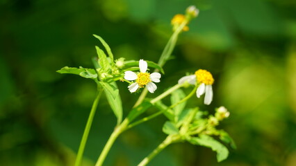 Close-up of Bidens pilosa flowers blooming