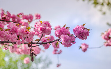 Beautiful Pink Cherry Blossoms in Full Bloom on a Sunny Day. Close-up of Vibrant Flowers on a Tree Branch with a Soft, Blurred Background.