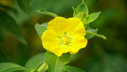 Obraz premium Close-up of wild blooming Turnera Diffusa flowers