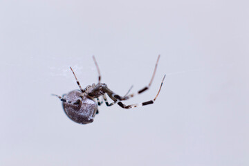 Macro photography of small grayscale spider on web