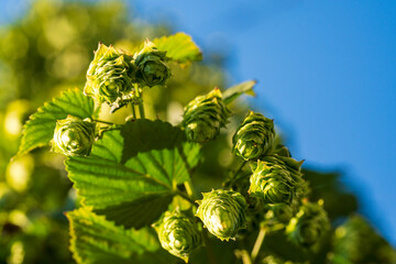 Bavarian Hop cone in close up bottom up view before harvest phase 