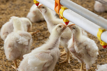 Chickens Are Drinking Water In Close Farm, Temperature And Light Control. © toa555