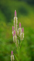 Close-up of Celosia cristata flower