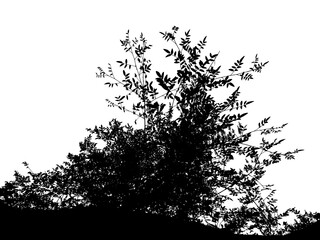 Realistic silhouette of bushes with leaves