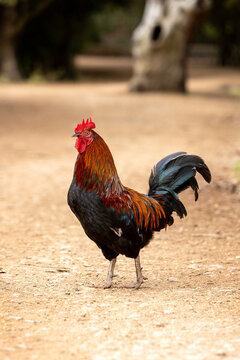 Gallo Marans