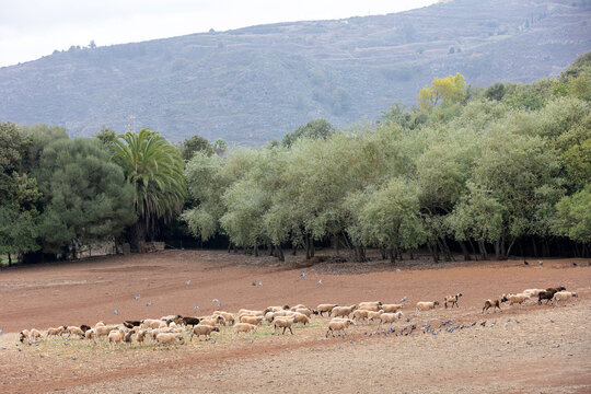 Reba&ntilde;o de ovejas pastando junto a palomas en un claro de un campo