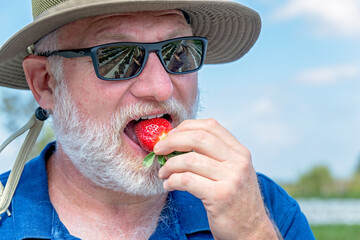 older man eating strawberry, pick your own berry farm farming, taste tasting fresh fruit, retirement retired health healthy food choices