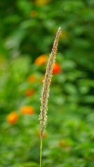 Close-up of reed flowers growing in the field