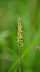 Close-up of reed flowers growing in the field