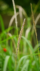 Close-up of reed flowers growing in the field