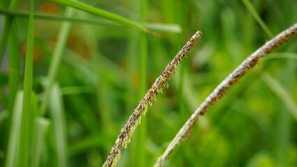 Close-up of reed flowers growing in the field