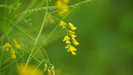 Close-up of Sesbania sesban flower