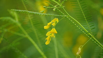 Close-up of Sesbania sesban flower blooming on a tree
