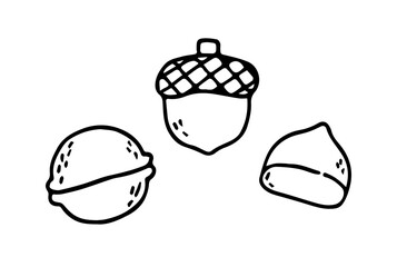 Autumn elements, chestnut, in sketch style. Hand drawn vector illustration isolated on white background
