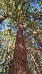 Hiking in the lush Redwood forests around Rotorua on the North Island, New Zealand