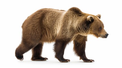 Obraz premium Grizzly. Brown bear isolated on white background. Wildlife. Predatory animal.