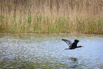 Cormorant flying close to the water - Danube delta