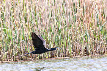 Cormorant flying close to the water
