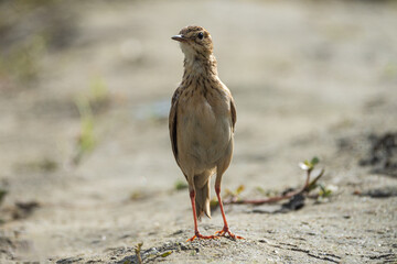 Paddyfield Pipit (Anthus rufulus) close-up clear bill and eye view with a depth of field background. Pipit 