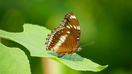 Close-up of a butterfly sitting on a leaf