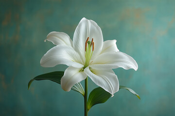 Obraz premium A single white lily with a long, elegant stem,