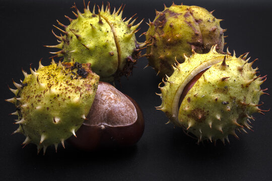 Chestnuts, a synonym of the coming autumn.
