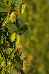 Bavarian Hops cone in close up view before harvest phase 