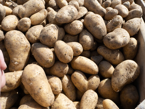 Pommes de terre