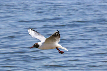 Close-up of a bird flying over the water