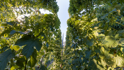 Bavarian Hops garden in wide angle view before harvest phase 