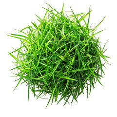 grass isolated on white