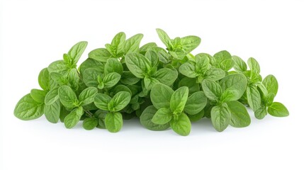 Fototapeta premium Oregano clipart, element, 3D illustration, realistic, isolated on white background