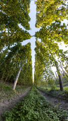 Bavarian Hops garden in wide angle view before harvest phase 