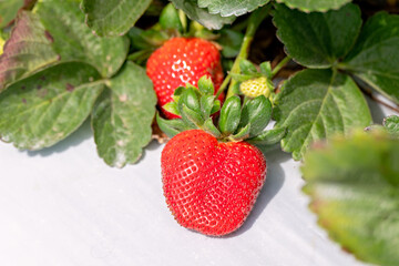 Strawberry strawberries farm farming, close closeup detail fruit, food production agriculture agricultural, spring summer season seasonal garden gardening