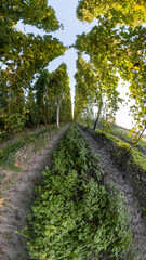 Fototapeta premium Bavarian Hops garden in wide angle view before harvest phase 
