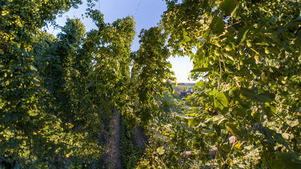 Bavarian Hops garden in wide angle view before harvest phase 