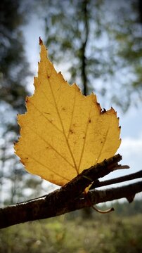 Closeup vertical video background of yellow autumn birch tree leaf with copy design space for text