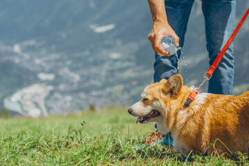 Hiker Is Giving Water To Back Of His Corgi Pembroke Dog After A Long Hike In The Alps. Saving Panting Dog From Heat Stroke