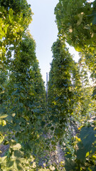 Bavarian Hops garden in wide angle view before harvest phase 