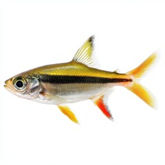 Fototapeta premium Bright Yellowtail Rasbora Fish with Realistic Detailing and Vibrant Colors on White Background