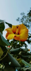 flor de hibisco, amarillo, retrato, fondo desenfocado, naturaleza, jardín, cielo, hojas, hermoso flor, color vibrante.