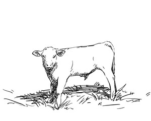 Sketch of young bull on the grass, full-length portrait, Calf standing sideways and turning its head towards the viewer, Hand drawn vector illustration
