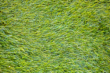 natural green background of flattened green lawn. Ecology. Earth Day