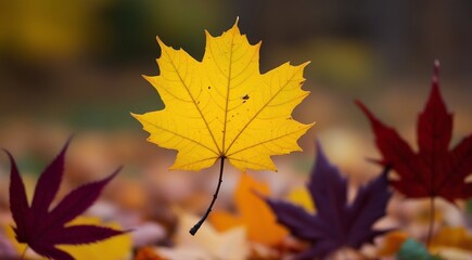 Fototapeta premium A yellow maple leaf with a black dot on it falls to the ground