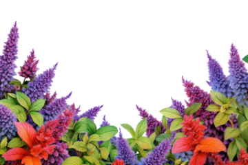 PNG  Lavender outdoors flower nature.