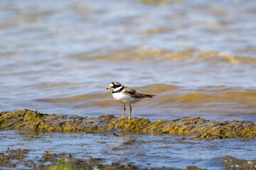 Common ringed plover on the beach