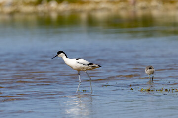 Pied avocet with chick
