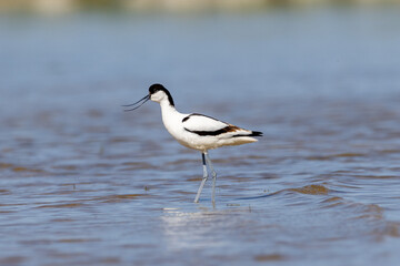 Pied avocet standing in the water